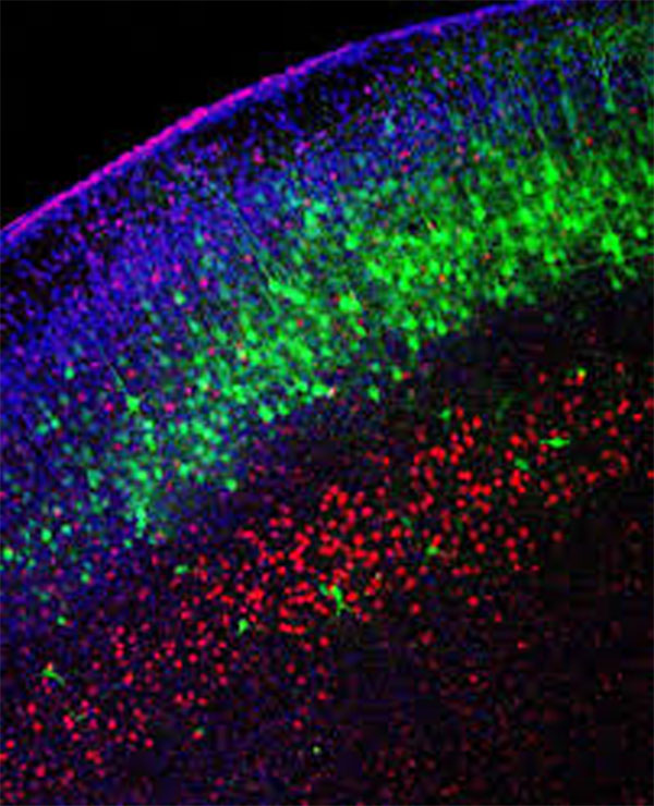 Neuronas (verde) migrando a la corteza en cerebro embrionario